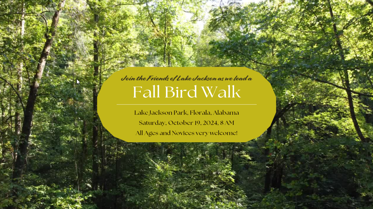 Fall Bird Walk